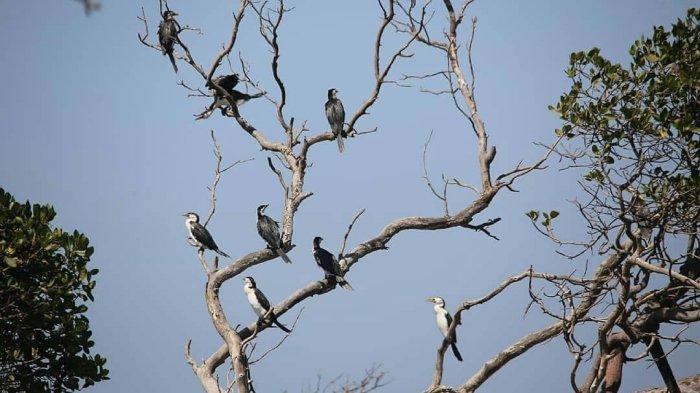 Pesona Suaka Margasatwa Danau Tuadale di Kupang, NTT: Rumah Burung Migran dari Australia