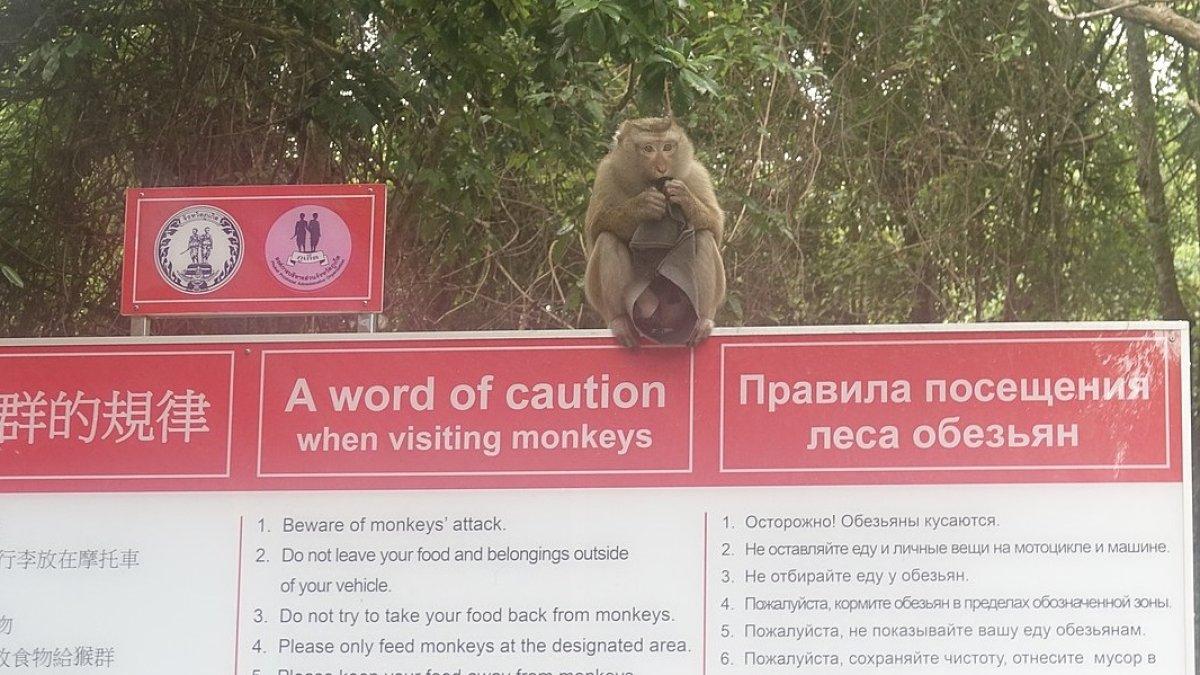 Anjuran dan Larangan saat Mengunjungi Monkey Hill di Phuket Thailand, Jangan Beri Makan Monyet
