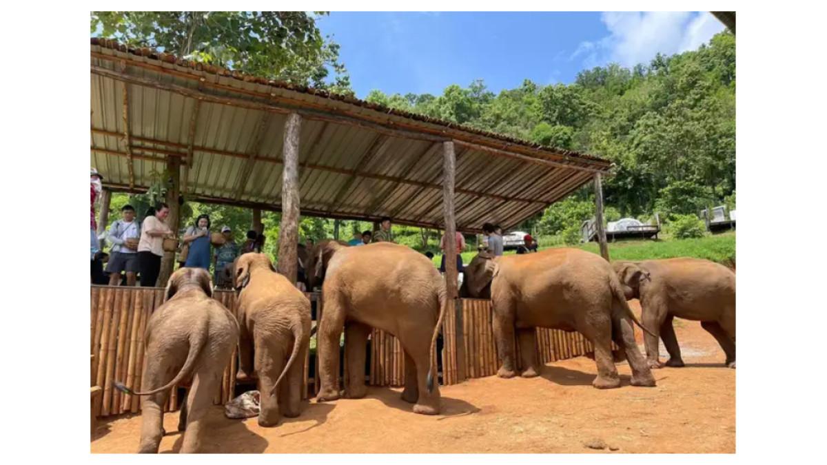 Elefin Farm and Fruit Market Chiang Mai Thailand