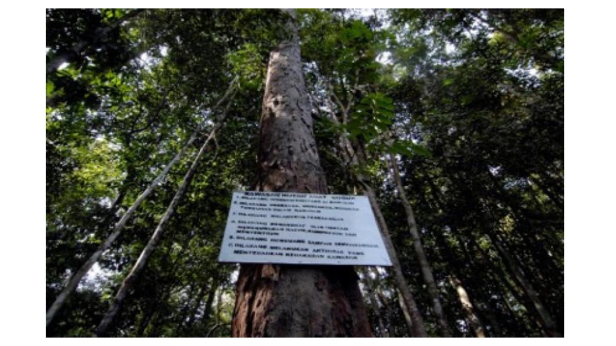 Hutan Adat Guguk, Geopark Merangin, Jambi