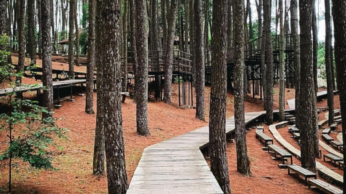 Hutan Pinus Mangunan, tempat wisata alam di Imogiri, Jogja.