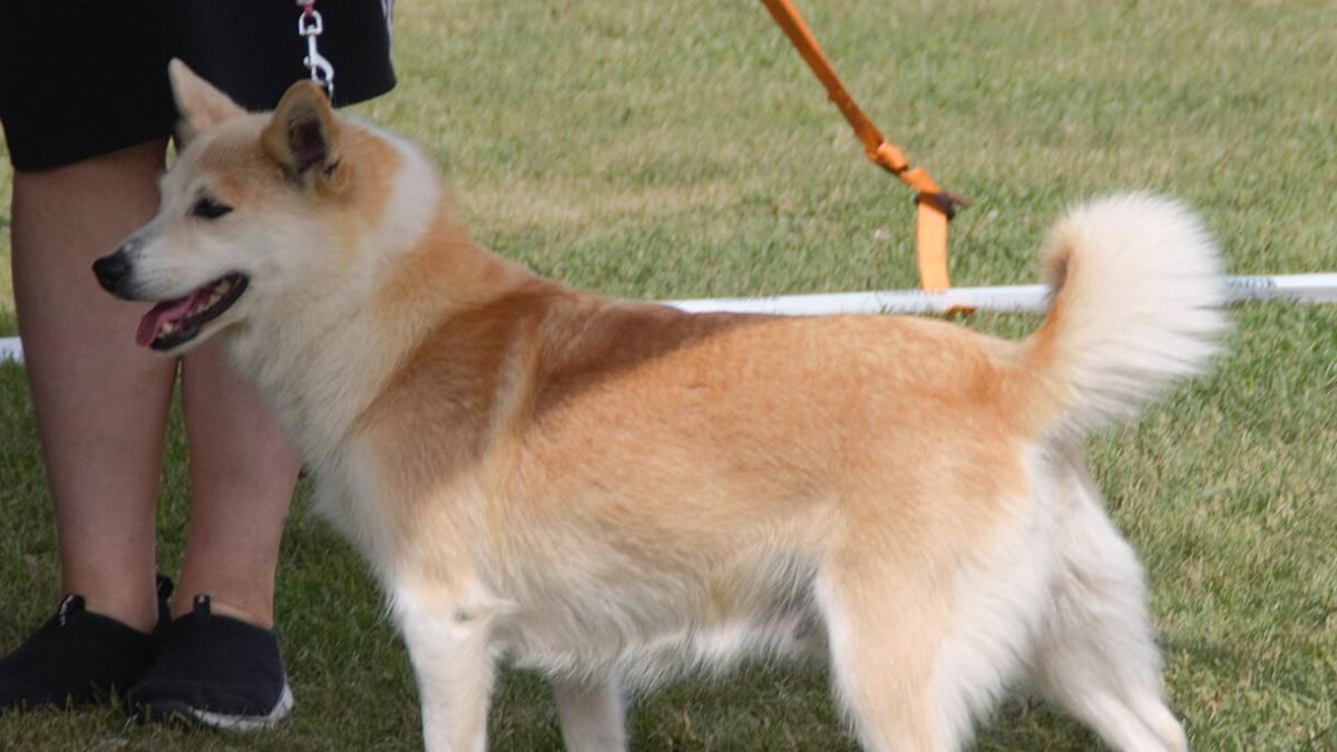 Icelandic Sheepdog, anjing gembala khas Islandia.