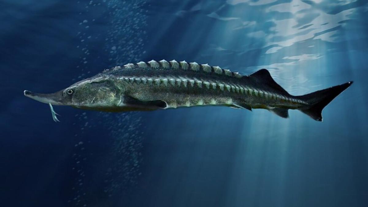 Ikan sturgeon beluga.