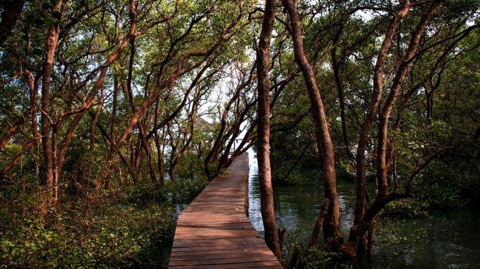 Ilustrasi hutan bakau. Pulau Semut memiliki suasana yang masih asri karena dipenuhi oleh hijaunya dedaunan hutan bakau.