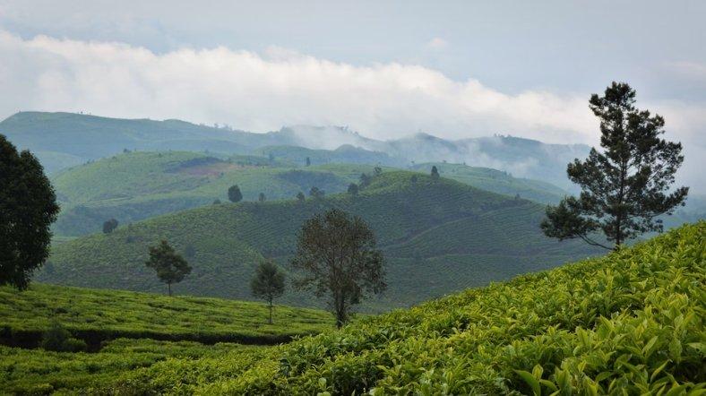 Ilustrasi kebun teh.