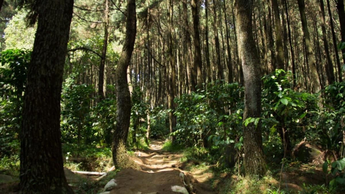 Hutan Pinus Gunung Pancar, spot trekking ringan di Bogor yang cocok buat pemula dan anak-anak.