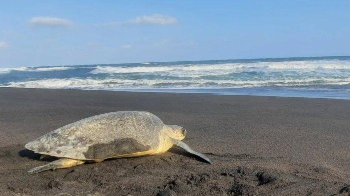 Ilustrasi penyu besar di pesisir Pantai Goa Cemara Jogja.