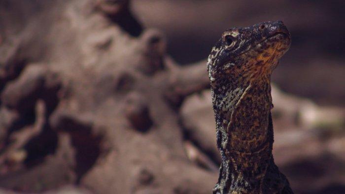 Viral Komodo Hendak Diselundupkan ke Bali Pakai Kaus Kaki, Ditemukan Mati karena Hipoksia