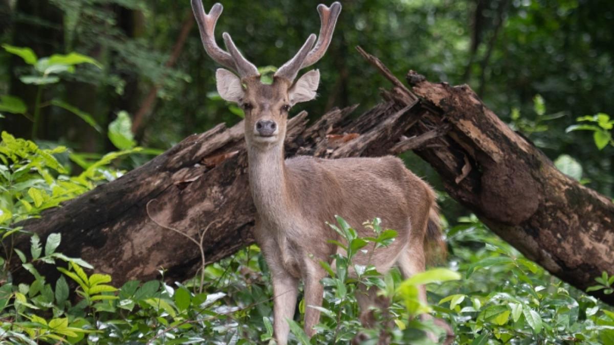 Ilustrasi seekor rusa di Pulau Rusa Kabupaten Alor, Nusa Tenggara Timur (NTT).