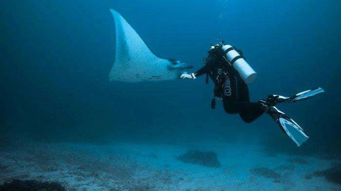 Ilustrasi snorkeling bersama Pari Manta.