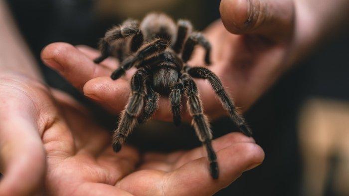 Viral Suami Istri Tinggal di Rumah dengan 2.000 Hewan Melata, Termasuk Tarantula Berbisa