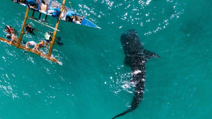 Ilustrasi wisatawan berenang bersama whale shark atau hiu paus di lautan lepas.