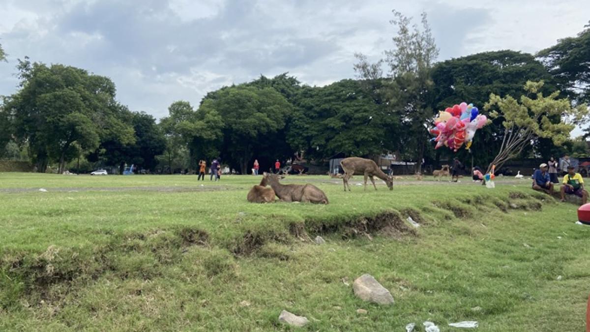 Interaksi dengan Rusa Taman Sriwedari