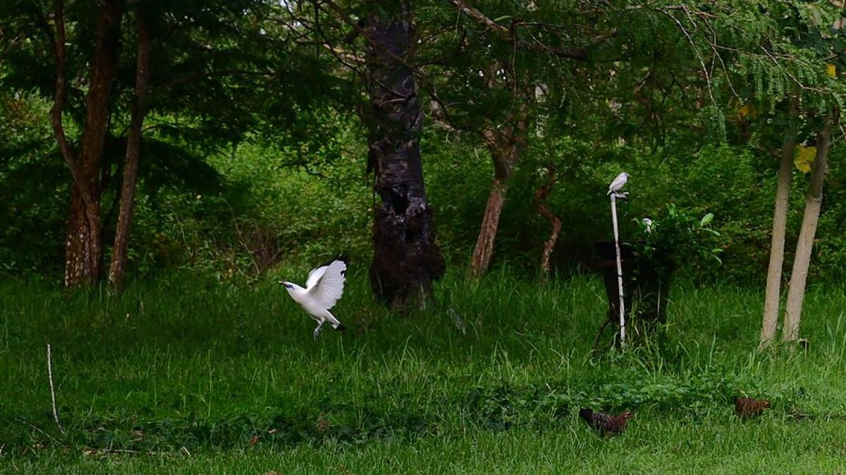 Kumpulan Jalak Bali (Leucopsar rothschildi) di Penangkaran Jalak Bali, Kantor Taman Nasional Bali Barat.