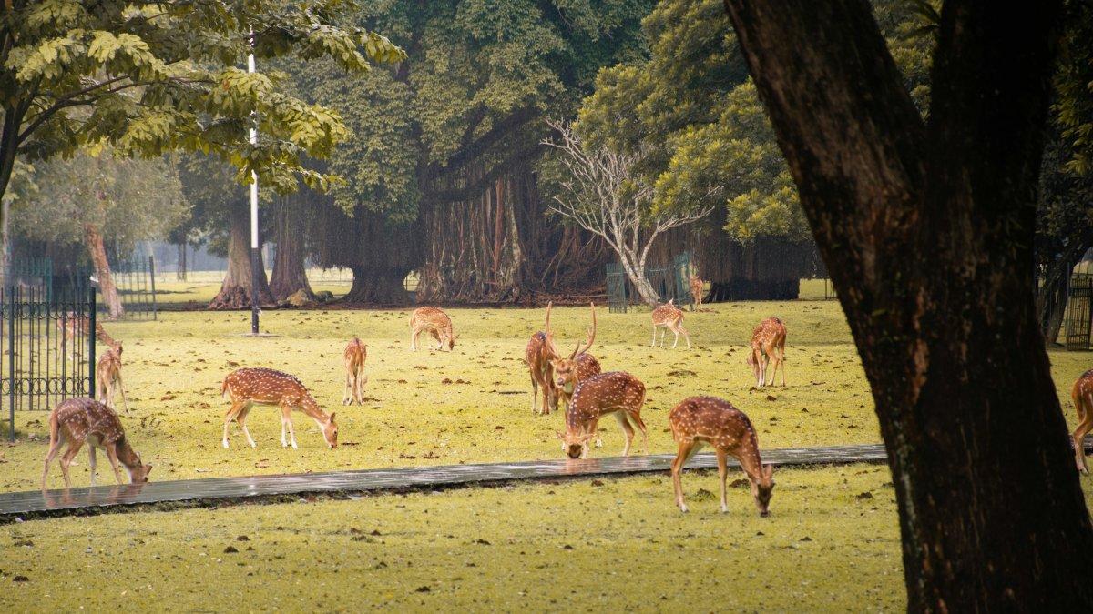 KEBUN RAYA BOGOR - Rusa yang berkeliaran di Kebun Raya Bogor, Sabtu (5/4/2025). Berikut ini panduan liburan ke Kebun Raya Bogor lengkap dengan harga tiket masuk terbaru 2025.