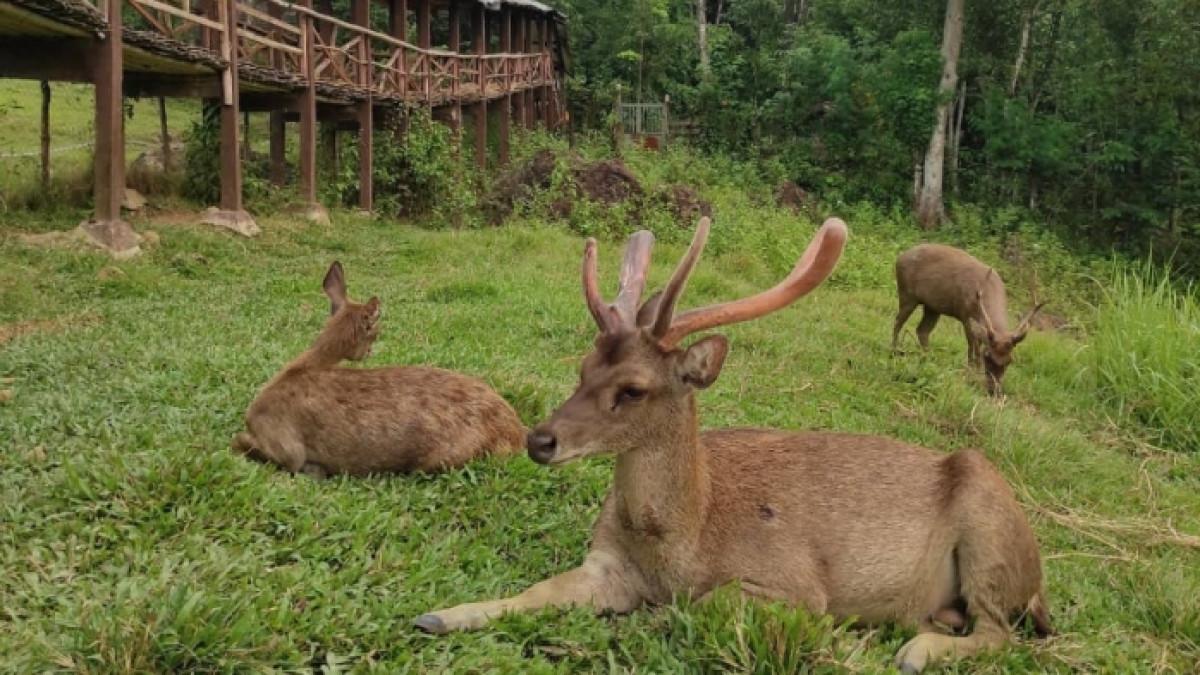 Kawanan rusa di Penangkaran Rusa Tanjungsari Bogor, Jawa Barat yang lagi istirahat.
