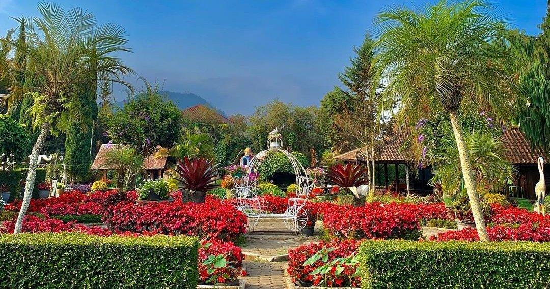 Kebun Begonia Lembang di Jalan Maribaya, No 120 A, Langensari, Kecamatan Lembang, Kabupaten Bandung Barat, Jawa Barat.