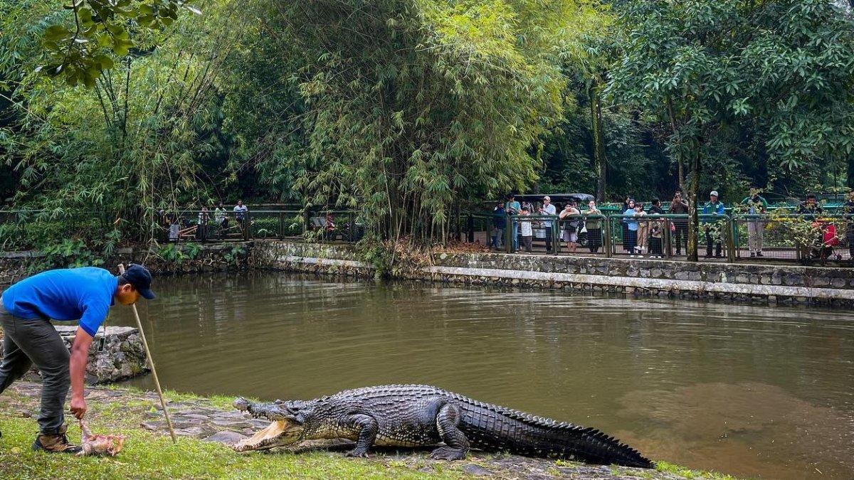 Kebun Binatang Ragunan berlokasi di Jalan Harsono RM. No. 1, Ragunan, Pasar Minggu, Jakarta Selatan, Jakarta.