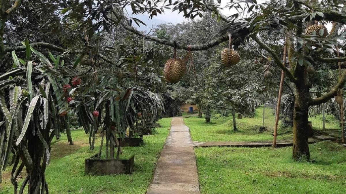 Kebun Durian Warso Farm, tempat wisata di Bogor, Jawa Barat untuk liburan akhir pekan.
