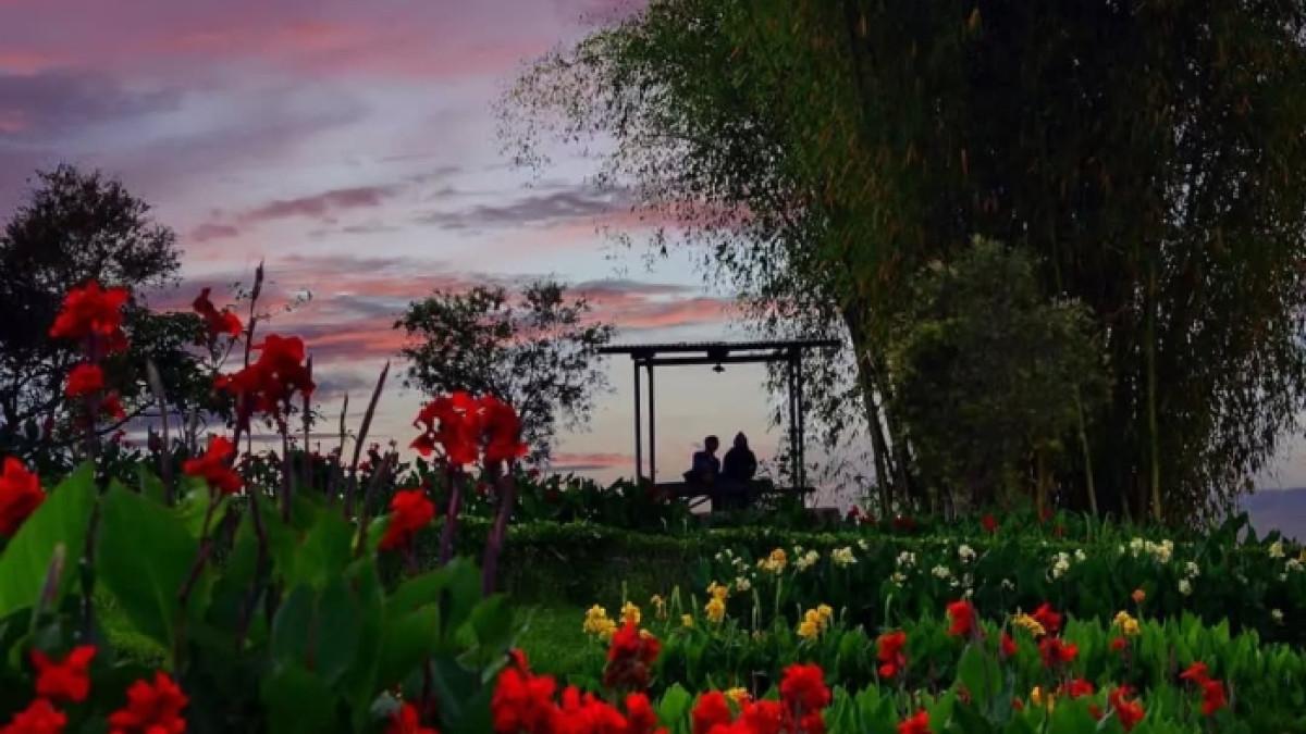 Kebun Mawar Situhapa Samarang, tempat wisata penuh hamparan bunga di Garut, Jawa Barat.