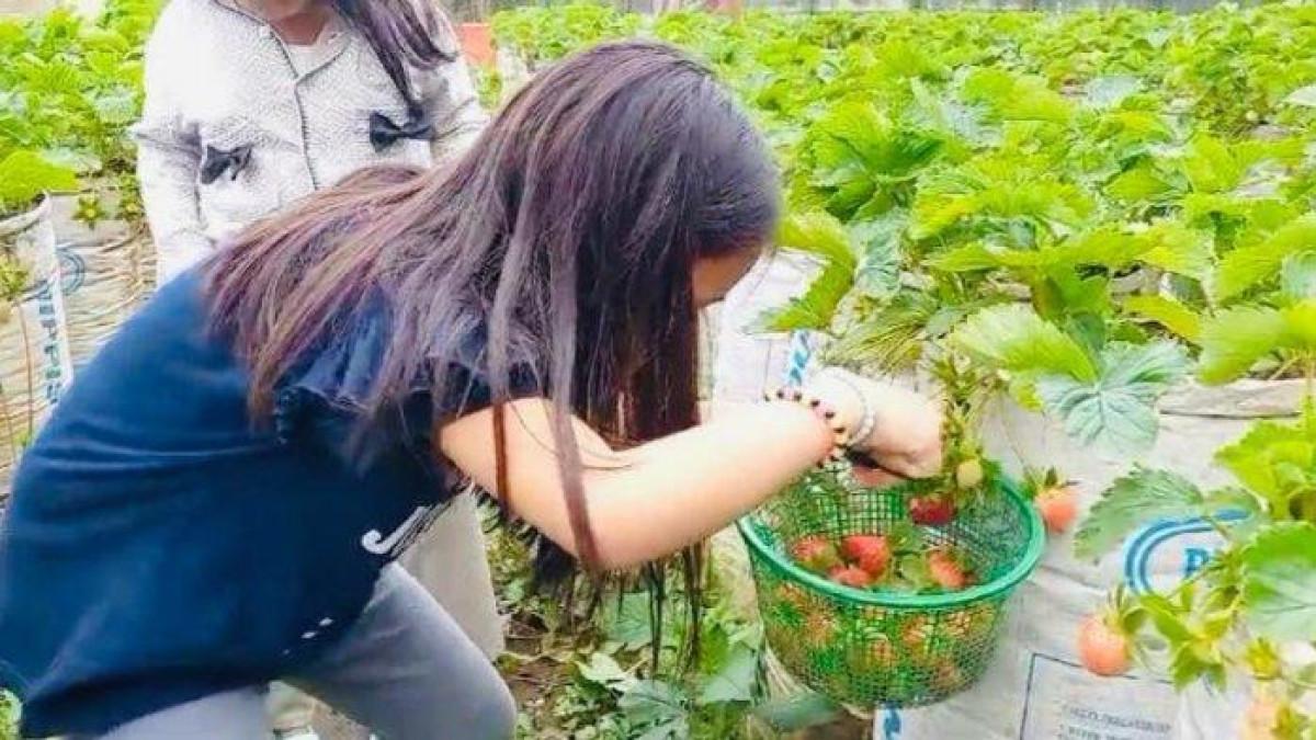 Pengunjung asyik memanen dan memakan buah stroberi langsung dari kebun Stroberi Mencir di Desa Guci, Kecamatan Bumijawa, Kabupaten Tegal, Jawa Tengah.