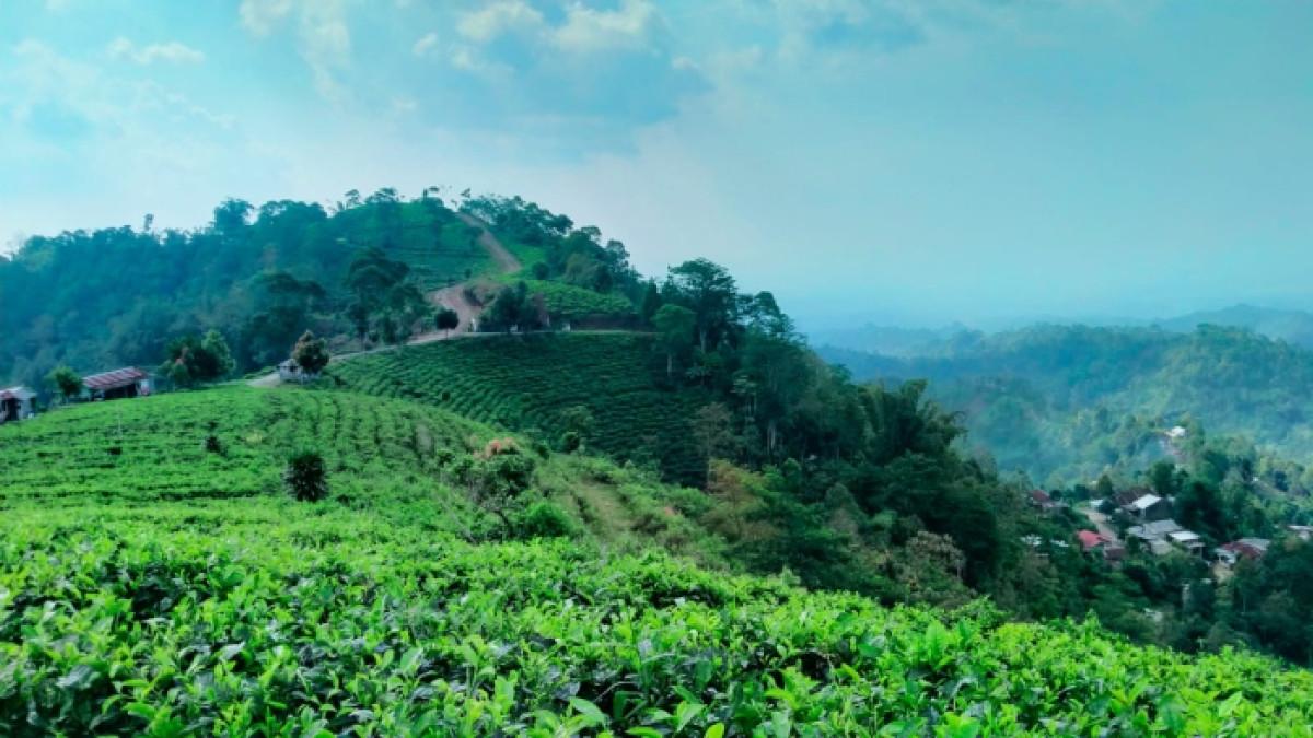 Kebun Teh Kemuning, wisata alam di Ngargoyoso, Karanganyar, Jawa Tengah yang cocok untuk healing, Sabtu (27/9/2025).