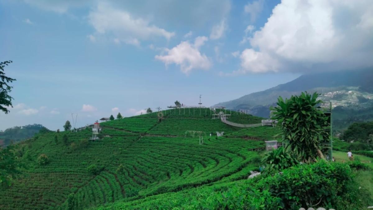 Kebun Teh Kemuning, wisata alam di Ngargoyoso, Karanganyar, Jawa Tengah yang cocok untuk healing, Sabtu (27/9/2025).
