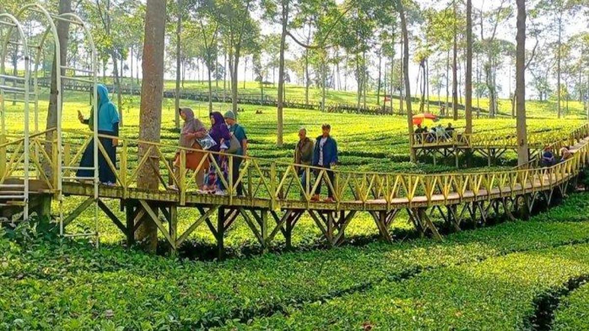 Suasana di Kebun Teh Panama Wonosobo, rekomendasi wisata healing dengan hamparan kebun teh, Minggu (18/6/2023).