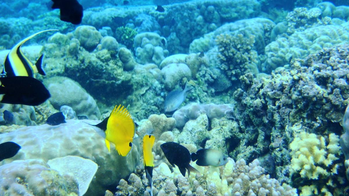 Keindahan perairan di Bunaken