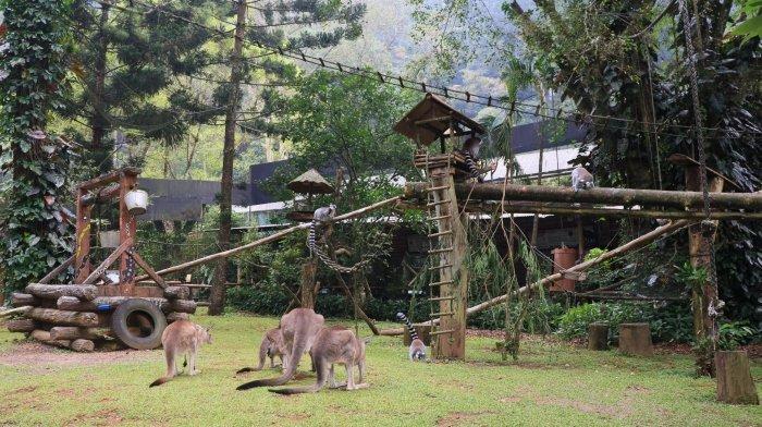 Koleksi satwa di Taman Safari Bogor Kecamatan Cisarua, Bogor, Jawa Barat.