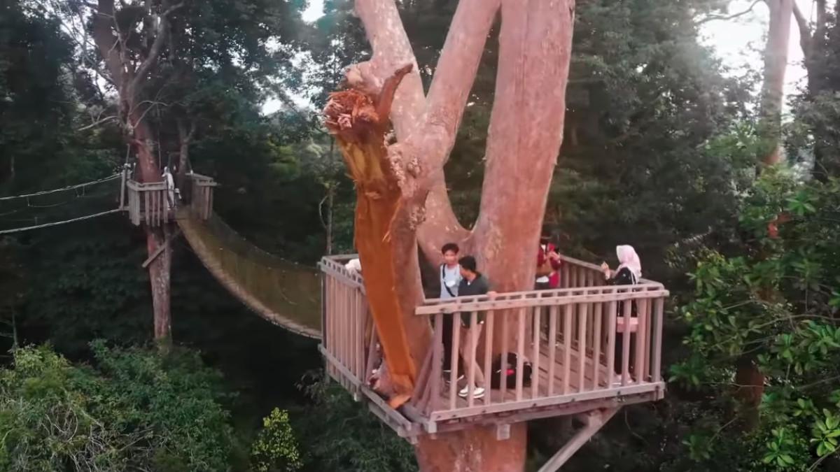 Liburan akhir tahun seru untuk anak-anak dan orang tua di Bukit Bangkirai, Kaltim.