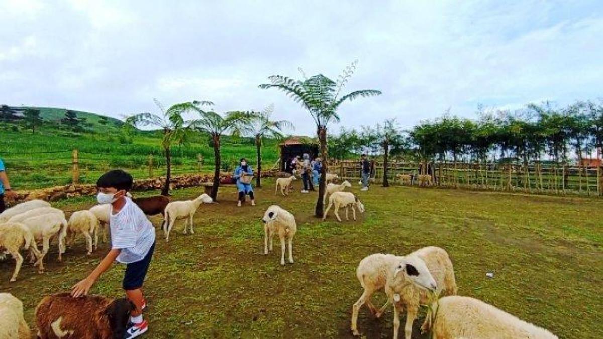 Menggala Ranch salah satu wisata favorit yang berada di Kabupaten Banyumas perpaduan wisata alam dan wisata edukasi, Minggu (22/5/2022).