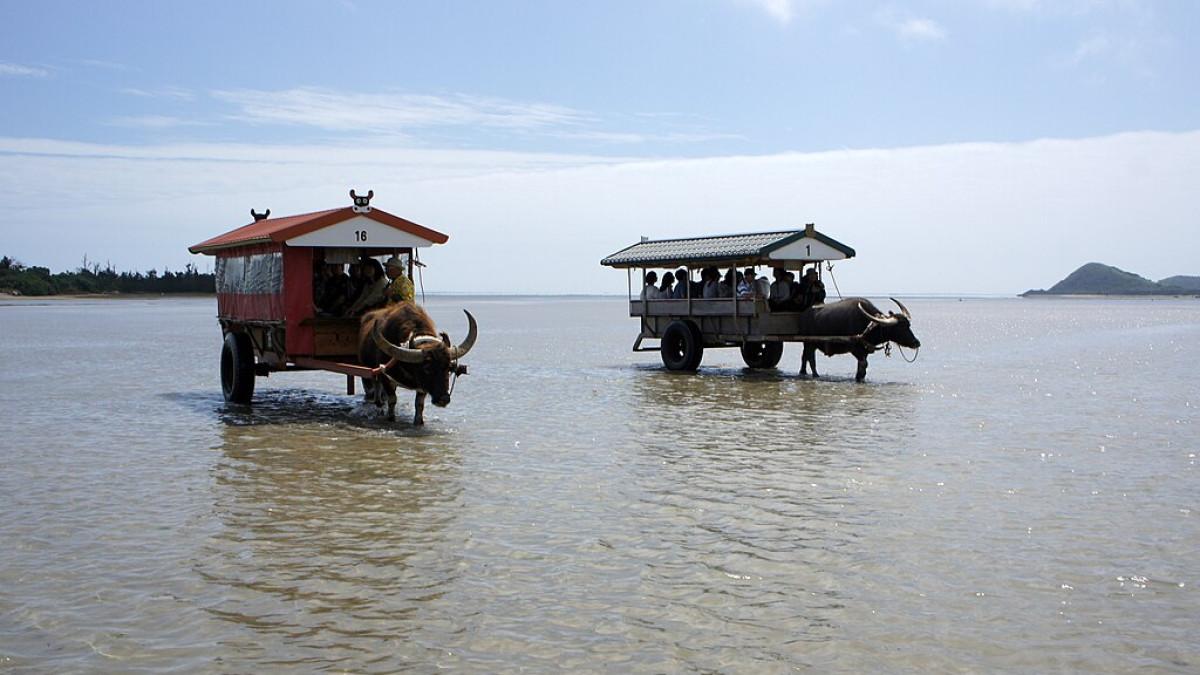 Menyebrangi Yubu Island di Jepang naik kereta kerbau