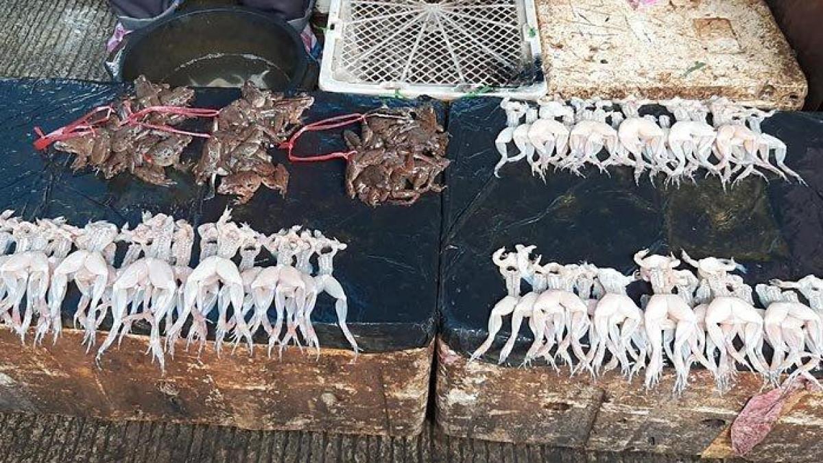 Daging kodok tidak ditemukan di semua pasar di Jakarta. Namun di Pasar Petak Sembilan, Glodok, ada pedagang yang menjual daging kodok.
