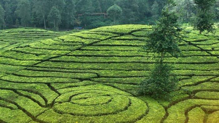 Pemandangan Agrowisata Gunung Mas Bogor, Jawa Barat yang menawarkan berbagai wahana permainan.