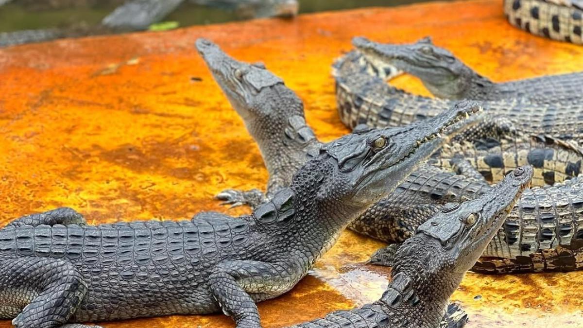 Penangkaran Buaya Asam Kumbang, satu tempat wisata hits di Medan, Sumatera Utara