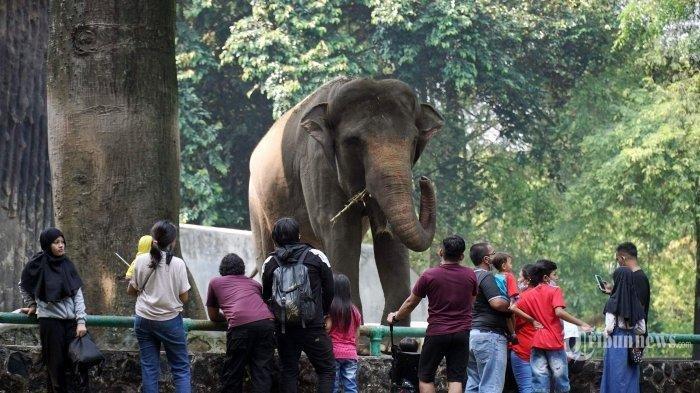 Ragunan Buka saat Libur Nyepi, Simak Jam Operasional dan Harga Tiket Masuk