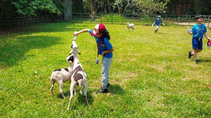 Pengunjung anak-anak berinteraksi dengan satwa saat liburan ke Kuntum Farmfield Bogor, Jawa Barat.