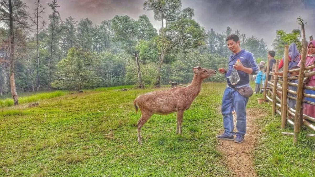 Pengunjung memberi makan rusa di Penangkaran Rusa Tanjungsari Bogor, Jawa Barat.