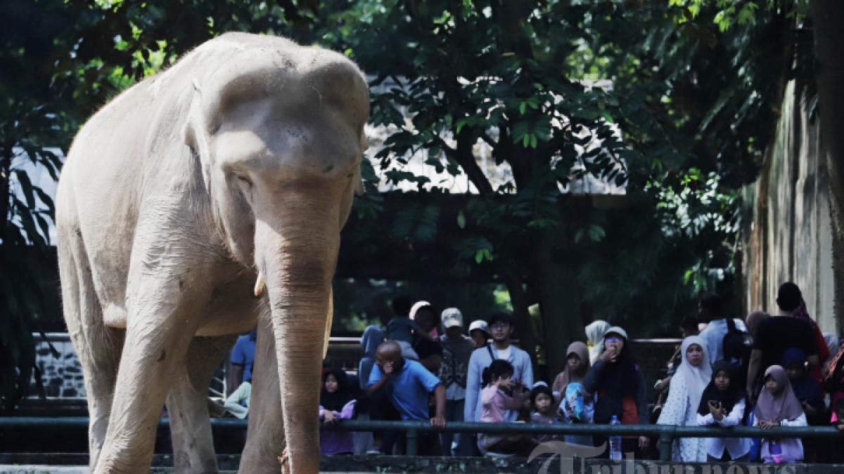 Harga Tiket Masuk Ragunan & Cara Beli Tiket untuk Liburan Akhir Tahun