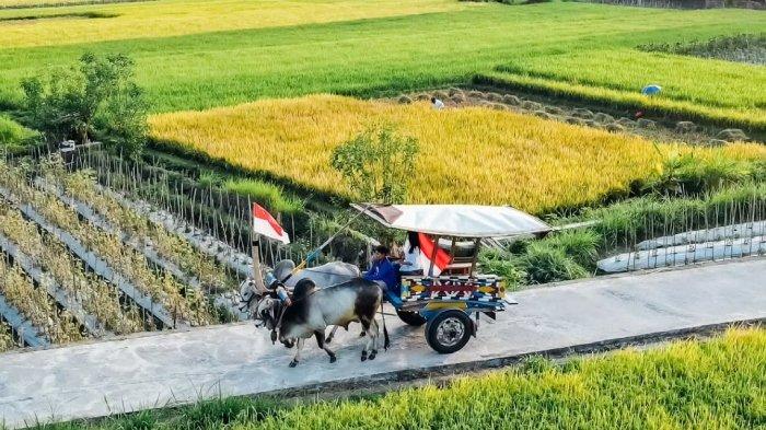 Pengunjung naik wahana gerobak sapi di Obelix Village, tempat wisata kids friendly di Kecamatan Sleman, Kabupaten Sleman, Jogja.