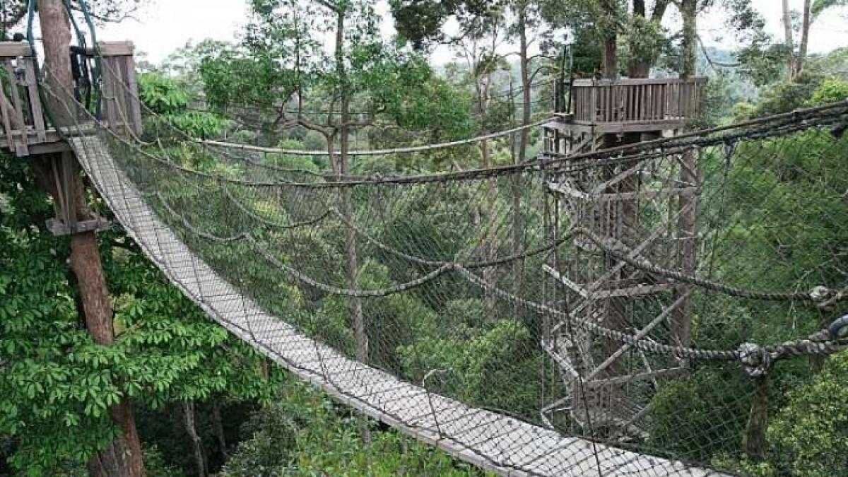 Pesona Bukit Bangkirai, tempat wisata alam di Kabupaten Kutai Kartanegara, Kalimantan Timur.