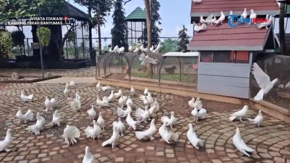 Provit Farm Village, tempat wisata ramah keluarga di Banyumas, Jawa Tengah.