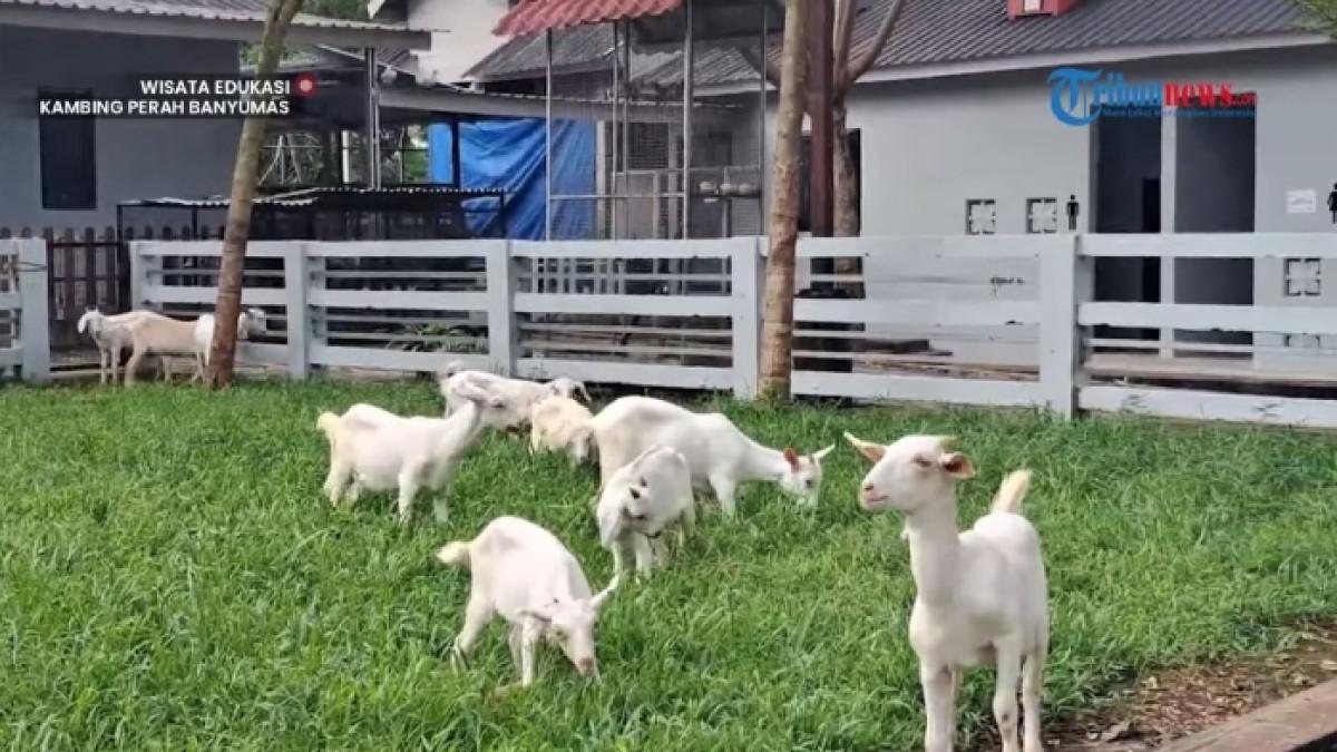 Provit Farm Village, tempat wisata ramah keluarga di Banyumas, Jawa Tengah.