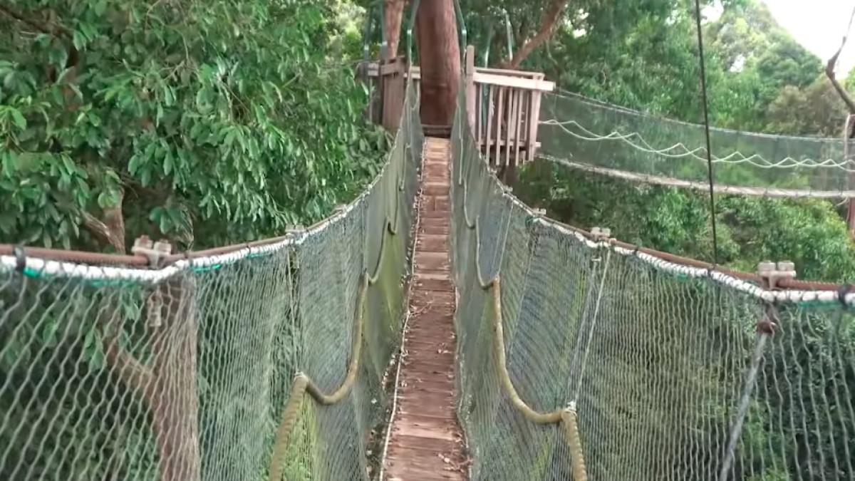 Rasakan serunya berjalan di Canopi Bridge sambil menikmati udara segar hutan Bangkirai.
