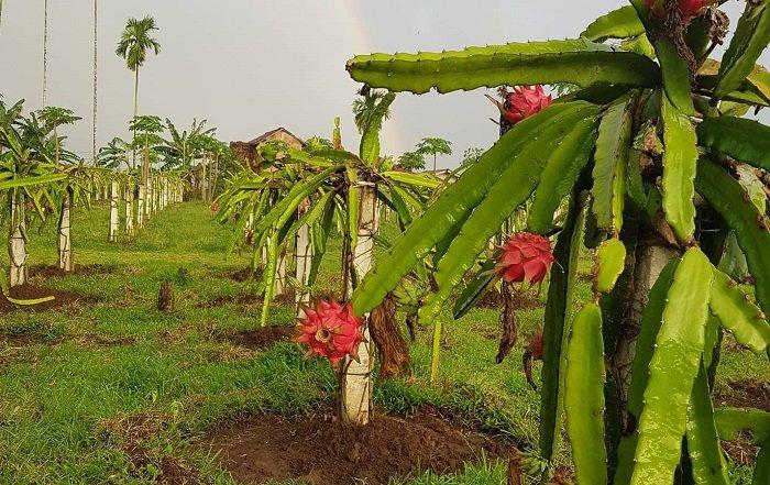Jelajahi Perkebunan Buah Naga di Sabina Lumbung Persada, Jati Agung, Lampung Selatan, Lampung