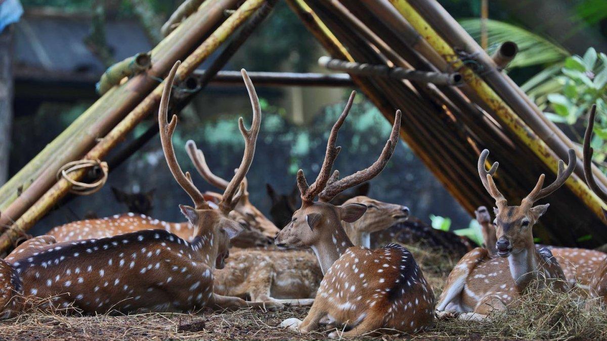 Kumpulan rusa di Kebun Binatang Ragunan Jakarta