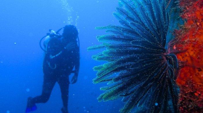 Satu tempat wisata di Sulawesi Utara, Taman Nasional Bunaken