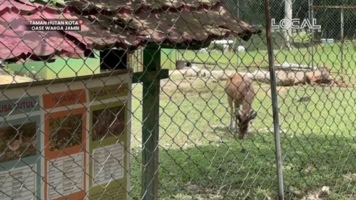 Satwa rusa di Taman Hutan Kota Muhammad Sabki atau yang kini ramai disebut sebagai Taman Hutan Kota Jambi