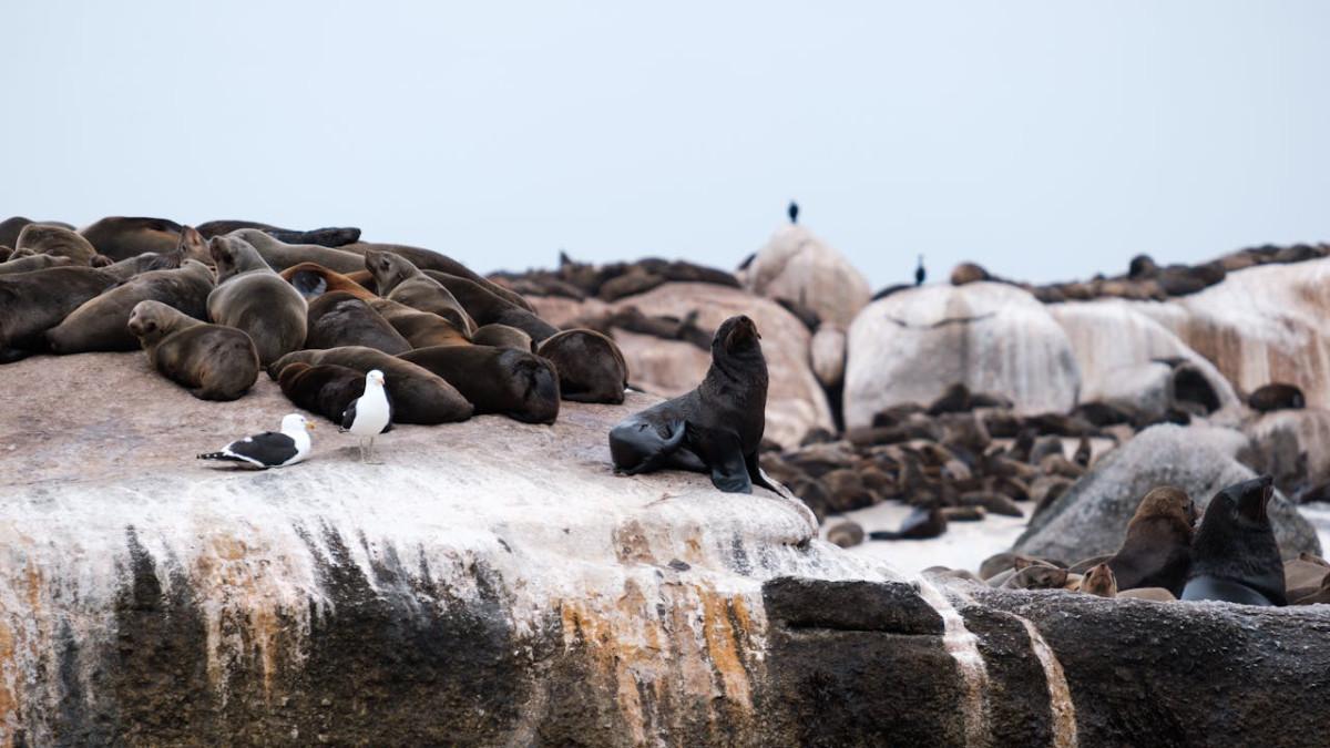 Seal Island, satu tempat wisata paling bau di dunia